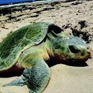 Fundraising Page: Desa's Turtles